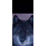 Wolfs and no one are a pack