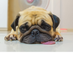 dogs, waffles and pigs fan club