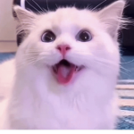 Feline Enthusiasts