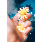 Flora’s flowers