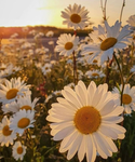 Daisy the creator