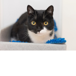 The United Kingdom of cats