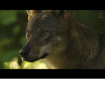 CuteWolfs Wolf Pack