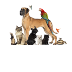 Animal Friends Group