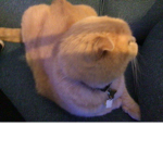 The group of a cat