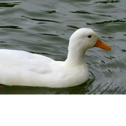 The Duck Temple