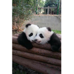 Cutest pandas that engine can find