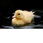 ducks matter