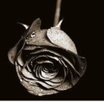 Thorns on the Rose