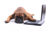 Bored Muttz