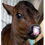 "Moo!"