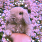 Lovely _bunnies