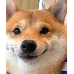 Hunny Senpai