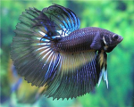 Betta loverz