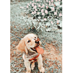 ᴀᴇsᴛʜᴇᴛɪᴄ ʙʟᴏssᴏᴍs