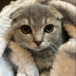 Meoww Empire