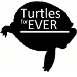 Turtles for EVER :D