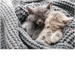 Gruppo gattini coccolosi