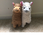 Crazy llama club