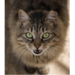 We love cats and others animals