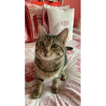 tigerlilyyy