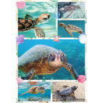 -SAVE THE TURTLES!!!-