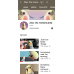 Alex the honking bird fan