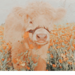 - CowGirls Store -