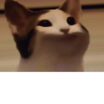 ThePopCatClub