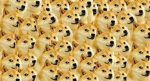 The Doge Lovers Group!