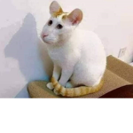Høñëŷ Bëårz