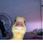 ~~Ducklings~~