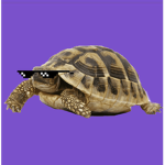 Mr.turtle’s studio