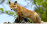 The foxy fan club 2927