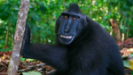 Monkey studio 5