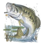 FishTalk