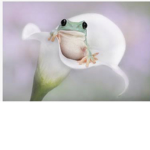 Frogs hoppin away