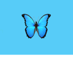 The Bestie butterflys