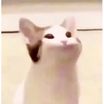 The popcat army!