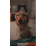Support my dog Jack!!+.+