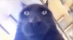Roblox for everyytytyrht