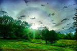 Tranquill TreeTops