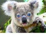 swaggy koala bears