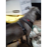 Do doggy grow