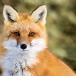 Fox Army / foxes united