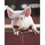 #Piggysquad!