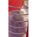 l a v e n d e r a