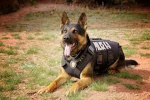 ARC K9 Group