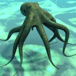 Octopi