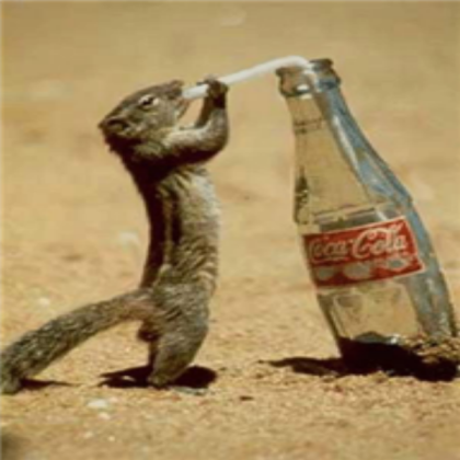 funny-squirrel-pictures-drinking-coke- Roblox decal